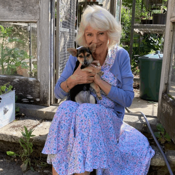 Königin Camilla stellt ihren neuen Hund Moley vor
